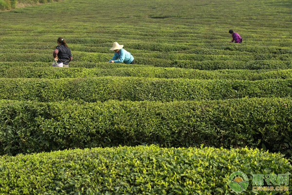 绿茶的高产种植技术-图片版权归惠农网所有