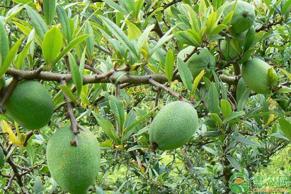 木瓜高产种植技术及管理要点-图片版权归惠农网所有