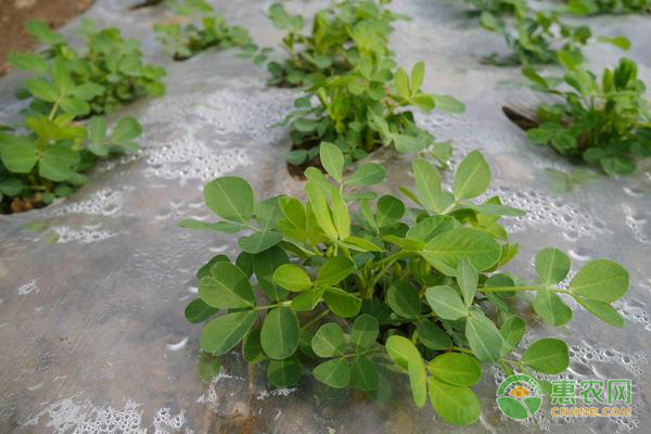 春播花生的种植时间及管理要点-图片版权归惠农网所有