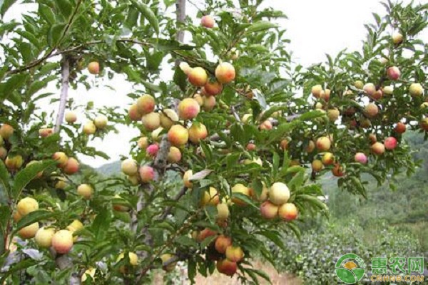 李子树要怎么除草？李子除草要点介绍-图片版权归惠农网所有