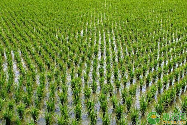 水稻合理密植需掌握这几个原则问题-图片版权归惠农网所有