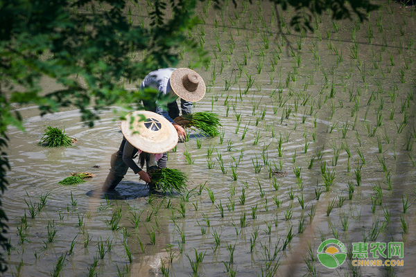 芒种前后农事活动指南-图片版权归惠农网所有