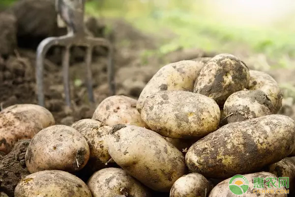 土豆高产种植技术-图片版权归惠农网所有