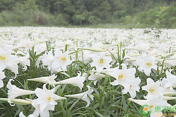 香水百合花语是什么？如何养殖开花多？-图片版权归惠农网所有