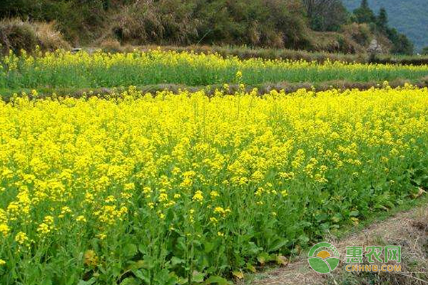 油菜菌核病症状和防治措施-图片版权归惠农网所有