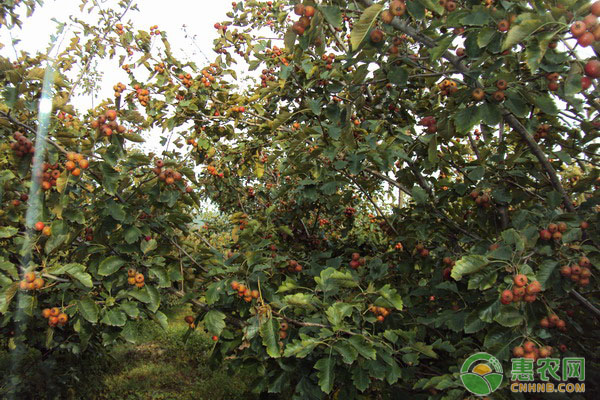 9月果树种植管理要点-图片版权归惠农网所有