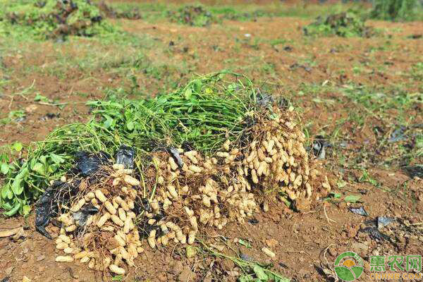 花生怎么种植方法？-图片版权归惠农网所有