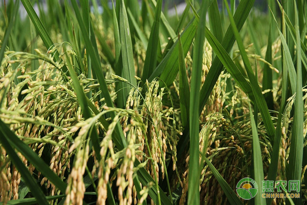 海水稻种植条件及种植方法-图片版权归惠农网所有