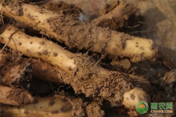 种植山药要怎么催芽？-图片版权归惠农网所有