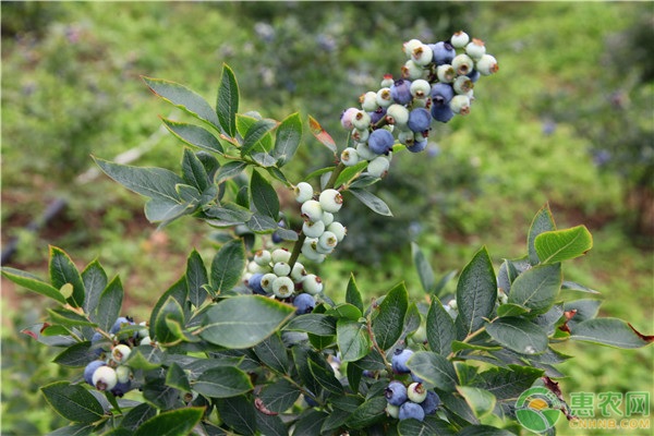 蓝莓如何促进花芽分化？-图片版权归惠农网所有