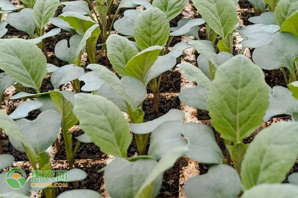 花椰菜的越冬栽培技术要点-图片版权归惠农网所有