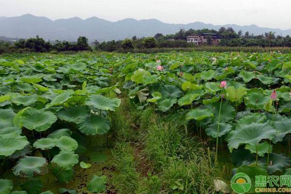 种植课堂：旱地莲藕种植技术-图片版权归惠农网所有