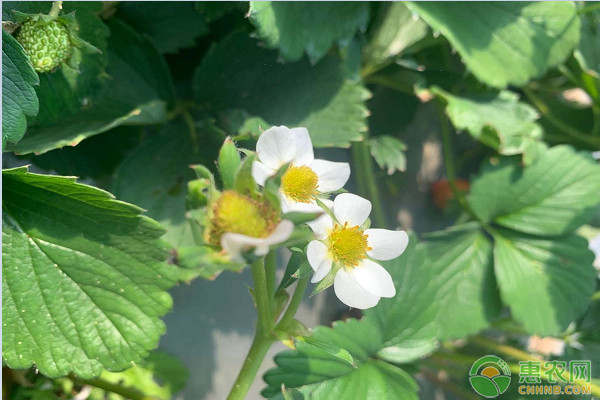 种植课堂：暴雨后草莓管理要点-图片版权归惠农网所有