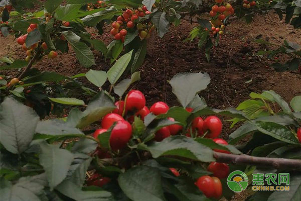 樱桃苗种植多久浇水？-图片版权归惠农网所有