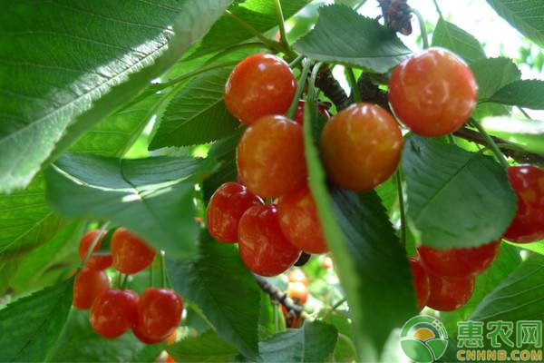 大樱桃根茎腐烂病危害症状和防治方法-图片版权归惠农网所有