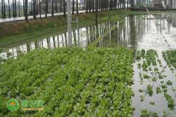 持续降雨影响下种植业生产应对技术措施-图片版权归惠农网所有