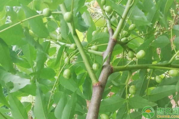 南酸枣种植的方法技术-图片版权归惠农网所有