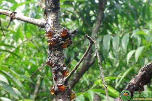 苹果、桃雨季多发病害防控技术-图片版权归惠农网所有