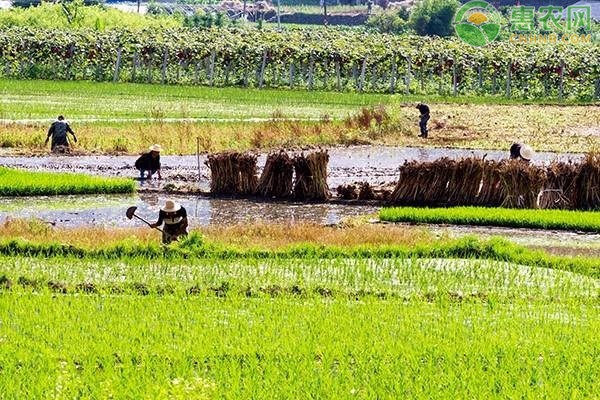 池州：7月中下旬水稻主要病虫发生趋势及防控意见-图片版权归惠农网所有