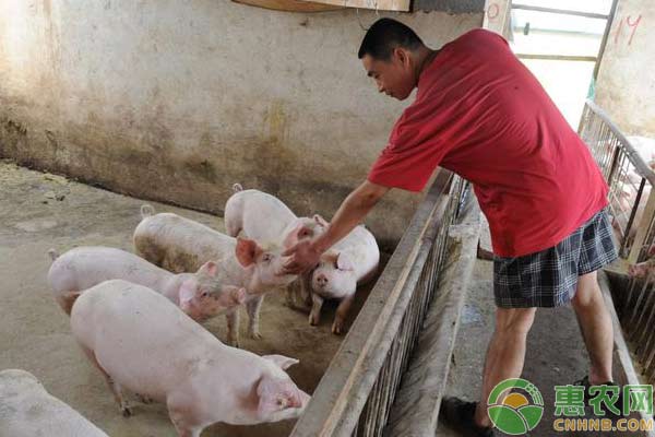 种公猪不发烧但不吃食怎么回事？有何解决措施？-图片版权归惠农网所有