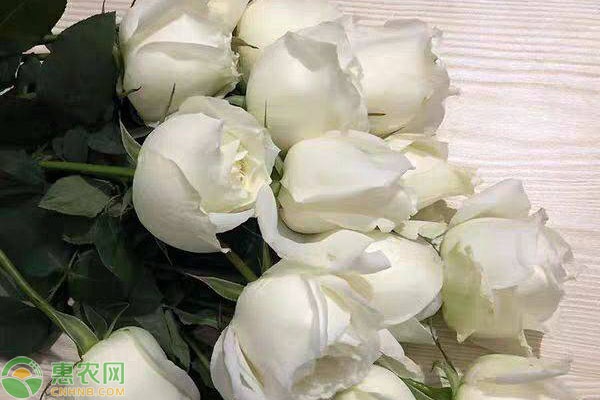 玫瑰不开花怎么办？建议试试这几招！-图片版权归惠农网所有