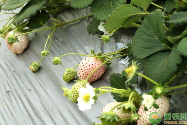  草莓定植到成熟要多少天？-图片版权归惠农网所有