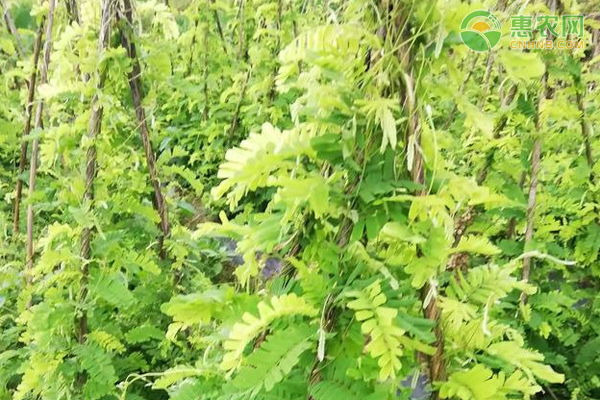 鸡骨草几月份种植？怎么种？-图片版权归惠农网所有