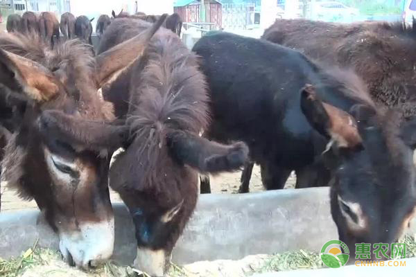 肉驴常见病的防治方法-图片版权归惠农网所有