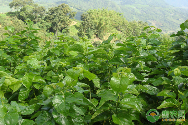 蚕桑种植需要技术要求高吗？蚕桑种植技术有哪些？-图片版权归惠农网所有