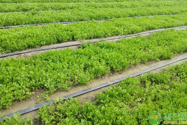 芹菜的田间管理要点-图片版权归惠农网所有