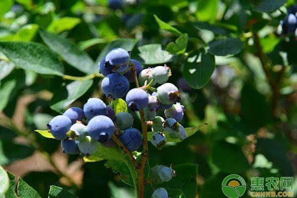 夏季种植蓝莓需做好哪些管理要点？-图片版权归惠农网所有