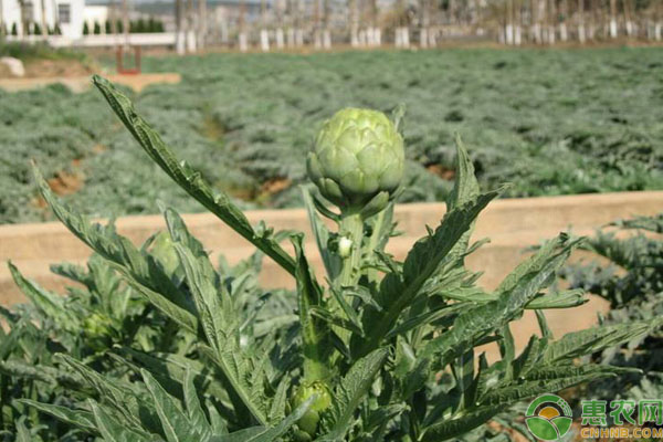 洋蓟的高产种植管理技术-图片版权归惠农网所有