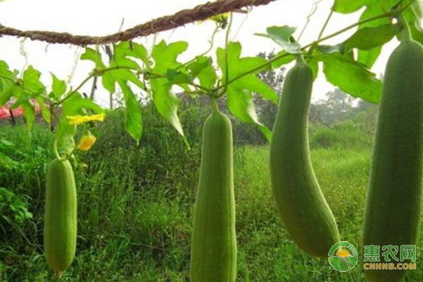 丝瓜黑星病的症状及防治方法-图片版权归惠农网所有