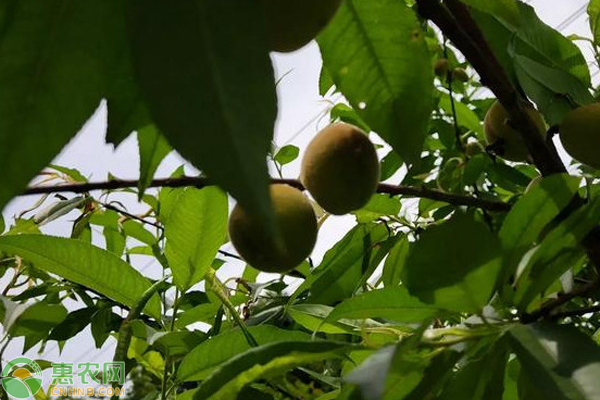 夏季果树浇水注意事项-图片版权归惠农网所有