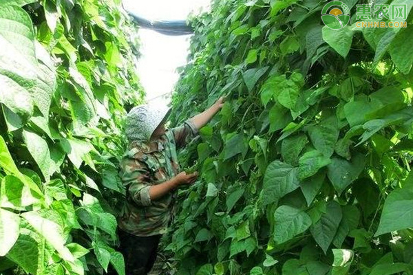 菜豆锈病有哪些病原特征？-图片版权归惠农网所有