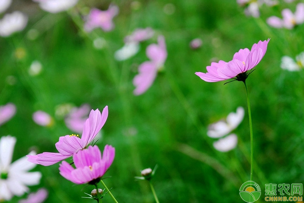 怎样防治格桑花上的虫害？-图片版权归惠农网所有