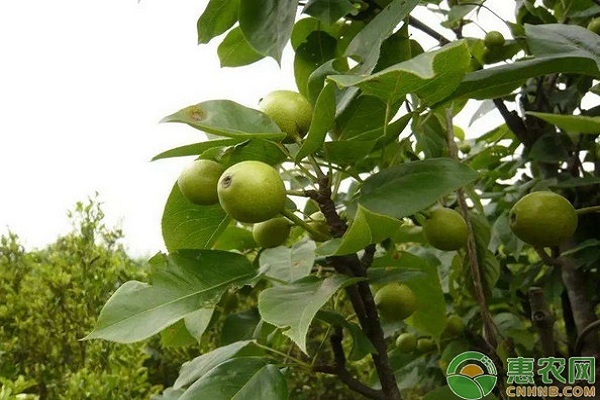 10月梨树管理要点-图片版权归惠农网所有