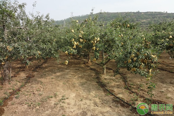 果园除草综合防治方法-图片版权归惠农网所有