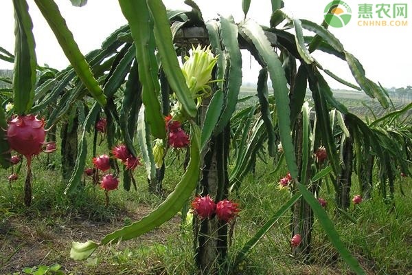 火龙果一年开几次花？花期管理要点有哪些？-图片版权归惠农网所有