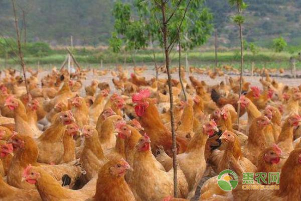 夏季鸡场的防蚊虫措施-图片版权归惠农网所有