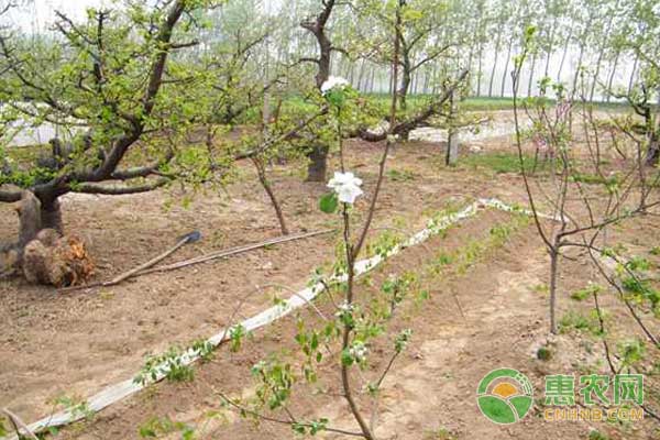 苹果幼树种植方法及管理-图片版权归惠农网所有