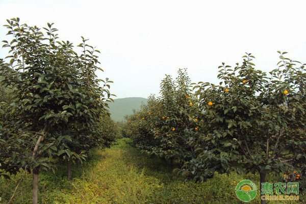 柿子种植时间及方法-图片版权归惠农网所有