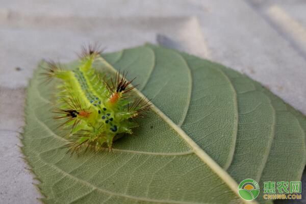 大樱桃刺蛾的防治用药-图片版权归惠农网所有