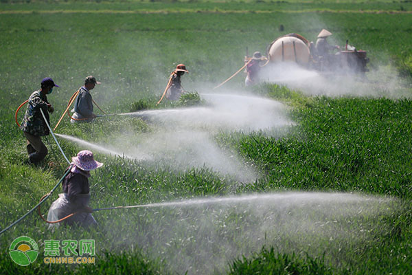 除草剂药害怎么解决？-图片版权归惠农网所有