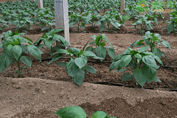 辣椒定植期管理技术要点-图片版权归惠农网所有