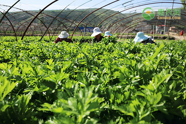 芹菜怎么种植？-图片版权归惠农网所有