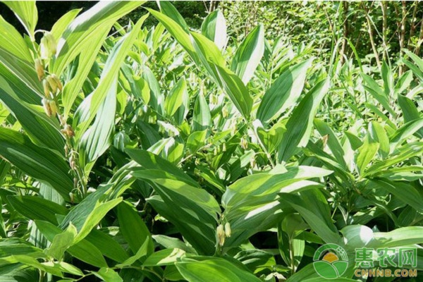 黄精栽培方法种植方法-图片版权归惠农网所有