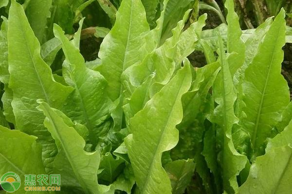 种植莴笋的增产技巧-图片版权归惠农网所有