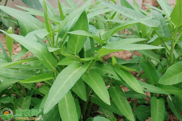 空心菜几天出苗发芽？-图片版权归惠农网所有