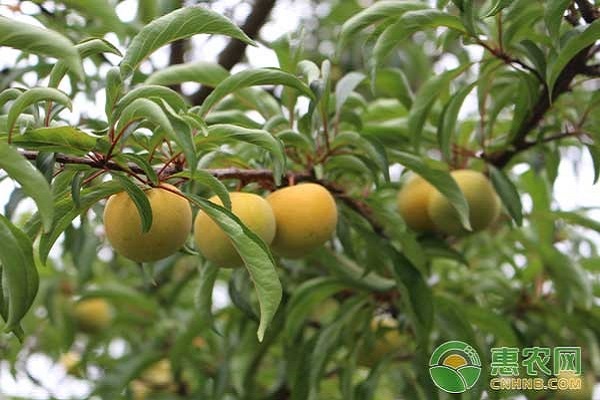 6月果树种植管理指南-图片版权归惠农网所有